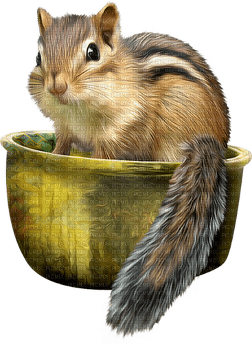 autumn deco squirrel kikkapink - PNG gratuit