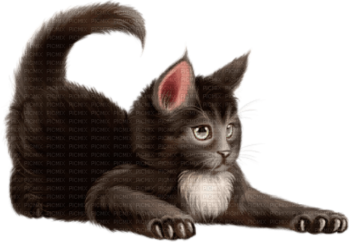 cat by nataliplus - png grátis