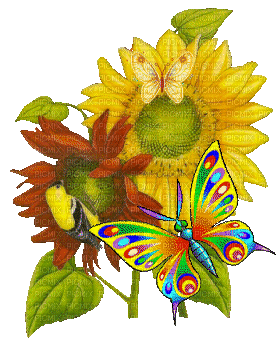 sun flower - Nemokamas animacinis gif