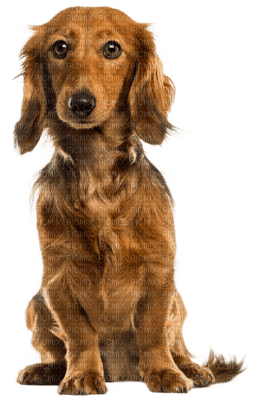 Kaz_Creations Dog-Pup - nemokama png