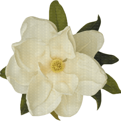 White Magnolia - zdarma png