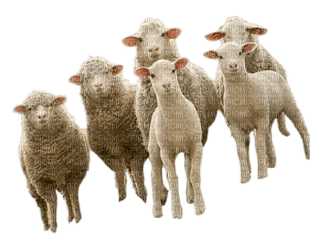 овцы - PNG gratuit