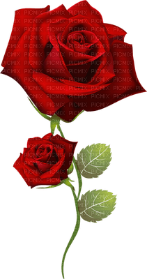 rosa png - 免费PNG