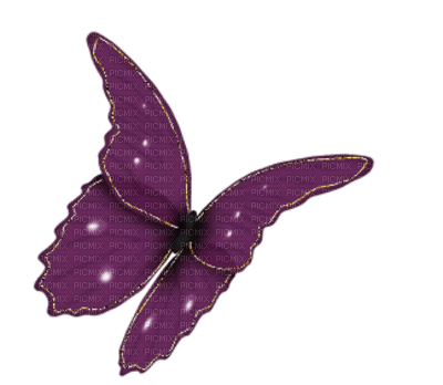 papillon - безплатен png