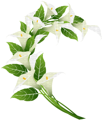 föowers calla-----blommor - nemokama png