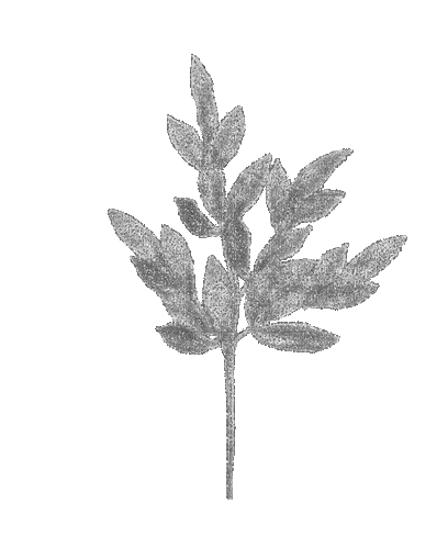 silver branch - Free animated GIF