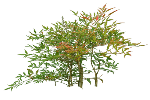 bush by nataliplus - png gratuito