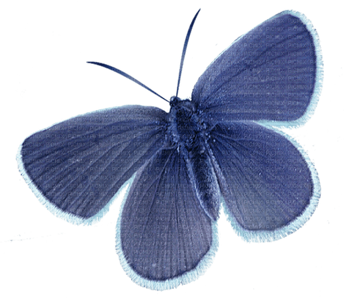 ✶ Butterfly {by Merishy} ✶ - zdarma png