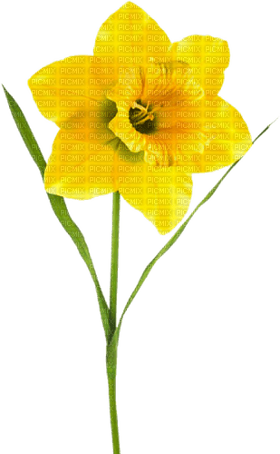 Daffodil.Yellow - bezmaksas png