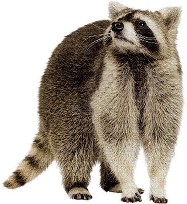 raccoon bp - δωρεάν png