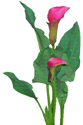 flowers gif katrin - Free animated GIF