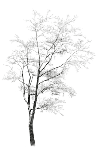 träd--vinter----vinter..tree - png ฟรี