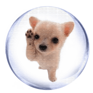 dog bubble - Free PNG