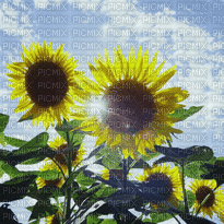 Sunflower - Nitsa Papacon - GIF animado grátis