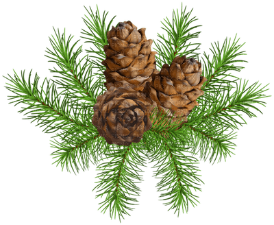 pine branch - kostenlos png