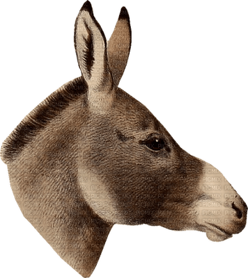 Kaz_Creations Animals Donkey - zadarmo png