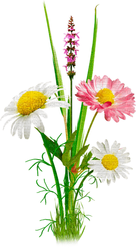 Y.A.M._Summer Flowers Decor - kostenlos png