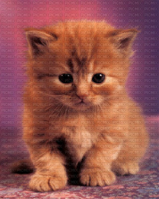 chaton adrable - δωρεάν png