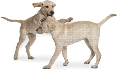 Kaz_Creations Dogs Pups - PNG gratuit