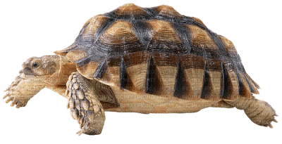 kilpikonna, turtle - Free PNG