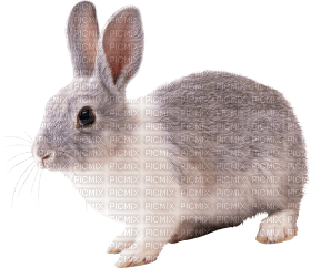 Kaz_Creations Rabbit - безплатен png