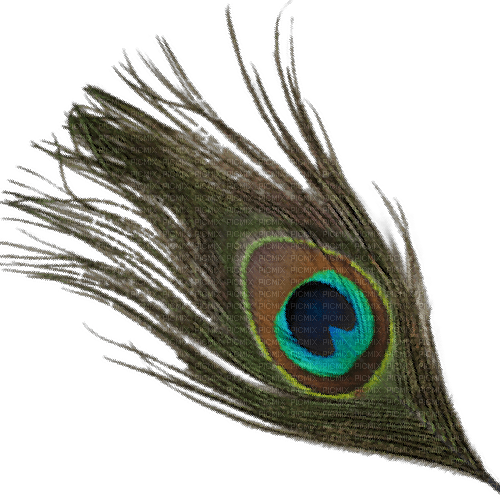 Peacock feather - besplatni png