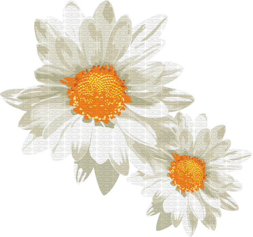 daisies Bb2 - nemokama png