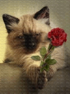 la rose et le chat - GIF animé gratuit