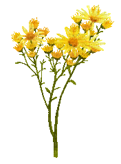yellow flower - GIF animé gratuit