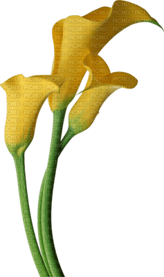 Flowers yellow bp - фрее пнг