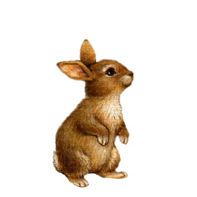 bunny lapin - png ฟรี