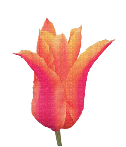 Tulip - PNG gratuit