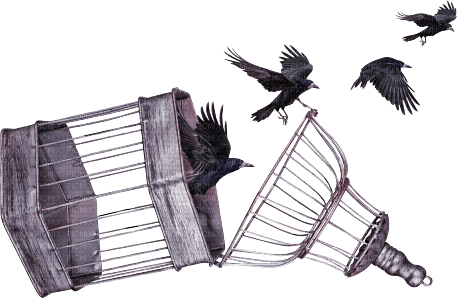 cage bird birds kikkapink deco png - zdarma png