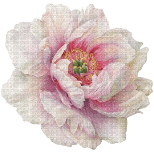 fleur pivoine - ücretsiz png