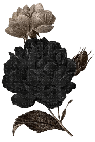 black rose watercolor Bb2 - gratis png