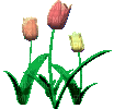 flowers-Nitsapap - 無料のアニメーション GIF