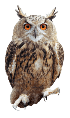 Owls - png ฟรี