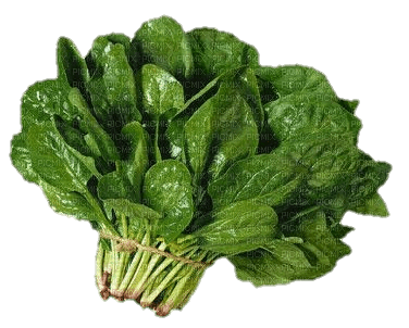 salad - PNG gratuit