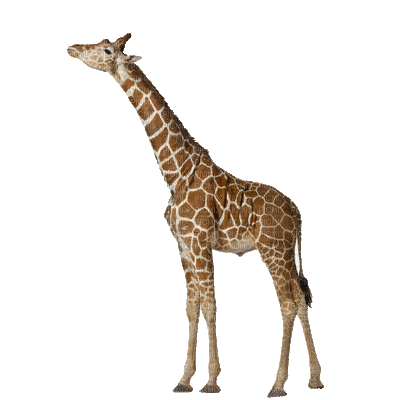 Kaz_Creations Animated Giraffe - GIF animé gratuit