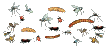 bugs - Darmowy animowany GIF