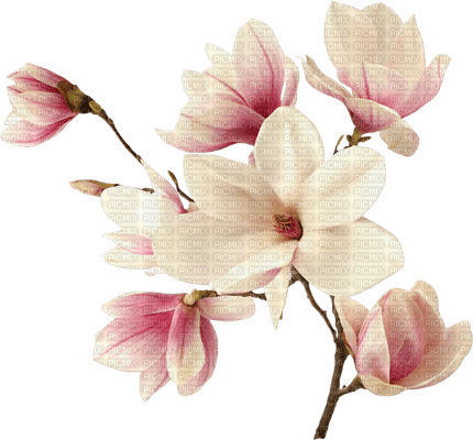 flores primavera dubravka4 - nemokama png