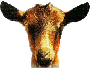 chèvre - Darmowy animowany GIF