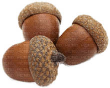 acorn - png grátis