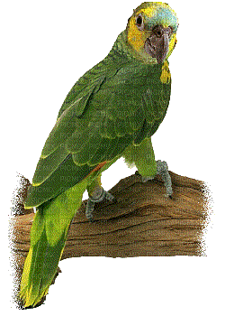 Papuga zielona - Animovaný GIF zadarmo