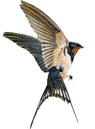 hirondelle - Free PNG