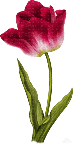 Tulip Flower - Free PNG