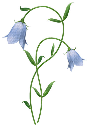 Bell Flower - darmowe png