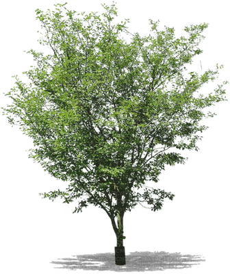 tree katrin - kostenlos png
