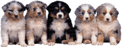 Tube Animaux Chien - zdarma png