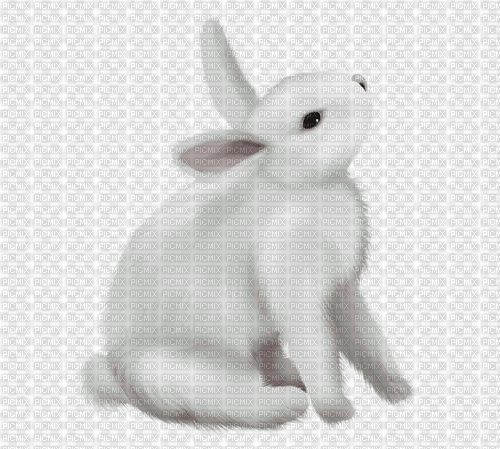 Кролик - besplatni png
